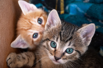 GATITOS PEQUEÑOS LINDOS