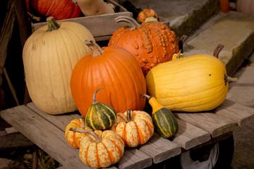 pumpkins and gourds