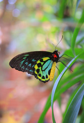 Colorfull Queen Alexandra Birdwings Ornithoptera Alexandrae Butterfly on the leaf (Massachusetts, USA)