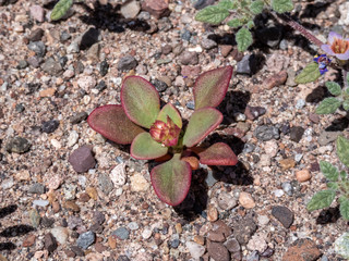Surroundings of San Pedro De Atacama