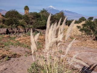 Surroundings of San Pedro De Atacama