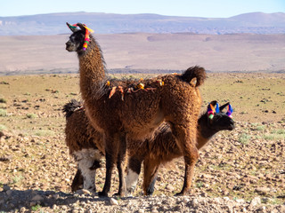Wild animals in the surroundings of San Pedro de Atacama