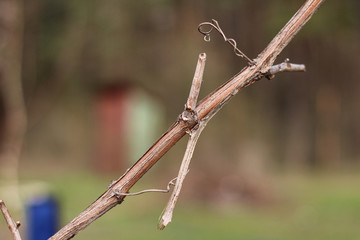 unblown buds on the vine in the spring blurred background