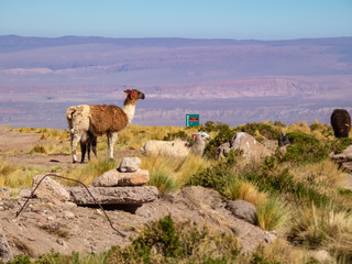 Wild animals in the surroundings of San Pedro de Atacama