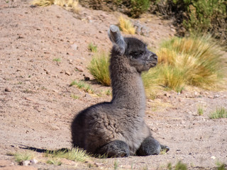 Fototapeta premium Wild animals in the surroundings of San Pedro de Atacama