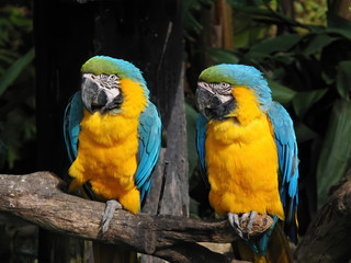 Close up shot of the cute Blue-and-yellow macaw