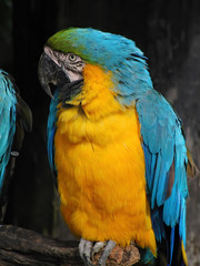 Close up shot of the cute Blue-and-yellow macaw