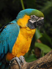 Close up shot of the cute Blue-and-yellow macaw