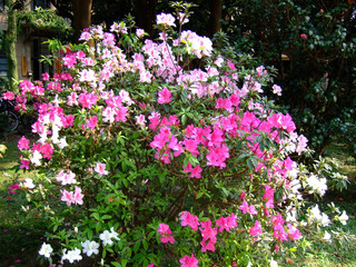 Close up shot of pink Rhododendron blossom