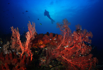 The sea fans and diver.