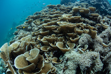 Naklejka na ściany i meble Healthy yet fragile coral reefs abound throughout the incredible islands of Raja Ampat, Indonesia. This remote, tropical region may contain the greatest marine biodiversity on Earth.