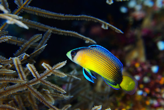 The Splendid dotyback fish