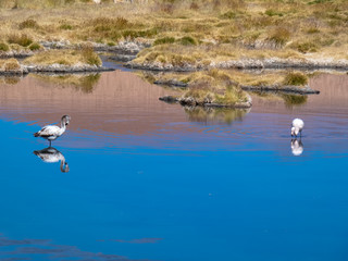 Wild animals in the surroundings of San Pedro de Atacama