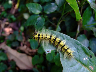 Close up shot of a Caterpillar