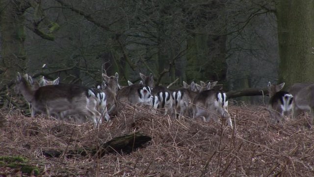 Dear in a forrest in England winter UK