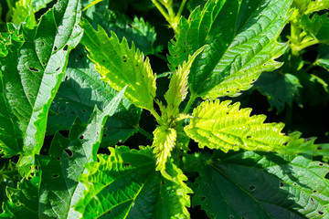 Fresh green nettle damaged by pests