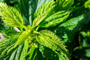 Fresh green nettle damaged by pests