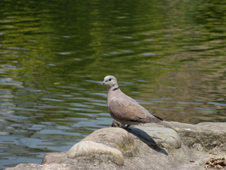 Close up shot of a Columbiformes standing on a rock