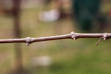 unblown buds on the vine in the spring blurred background