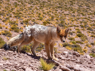 Wild animals in the surroundings of San Pedro de Atacama