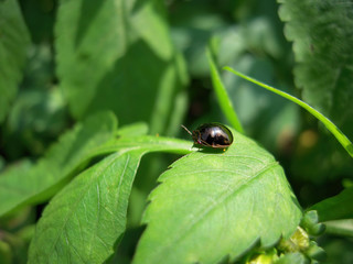 Close up shot of a Plataspidae