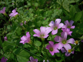 Close up shot of Oxalis rubra blosssom
