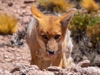 Wild animals in the surroundings of San Pedro de Atacama