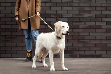 portrait of a retriever puppy on a city street with a girl, a white beautiful dog walks