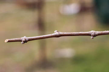 unblown buds on the vine in the spring blurred background