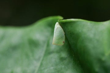 Close up shot of a Leafhoppers