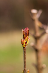 blooming pink buds on a branch on a blurry spring background