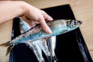 fresh beautiful iridescent herring in the hands of a person directly from the sea of ​​metallic...