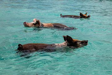 Fototapeta premium The famous swimming feral pigs of Bahamas living in 