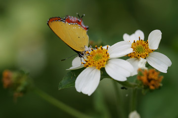 Close up shot of a beautiful Heliophorus epicles butterfly