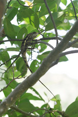 Close up shot of a hidden Lizard on a brunch