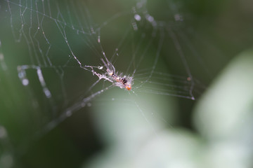 Obraz premium Close up shot of a Caterpillar trapped in a spider web