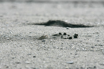 Close up shot of a Ocypode crab walking around in a beach