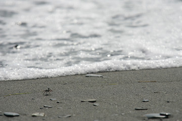 Close up shot of a Ocypode crab walking around in a beach