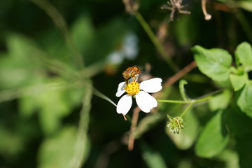 Close up shot of a Eristalinus
