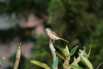 Close up shot of a Shrike standing on a brunch