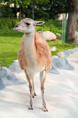 Lama alpaca in moscow zoo mammal animal nature