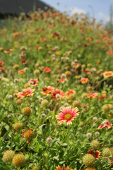 Many Gaillardia grandiflora blossom