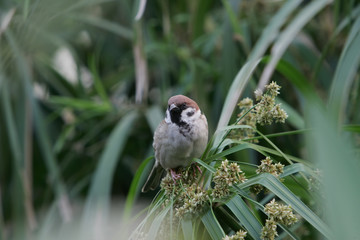 Close up shot of the beautiful Sparrow