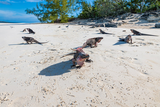 The famous wild iguanas of Allen's Cay (Great Exuma, Bahamas).