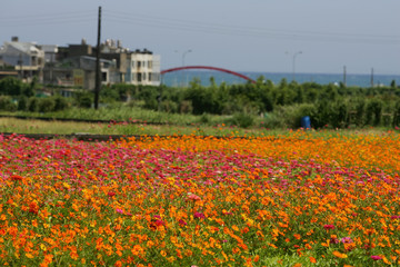 Obraz premium Many Zinnia elegans blossom