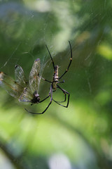Close up shot of an Orchard spider eating a Dragonflies