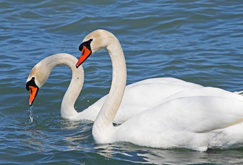 Mute Swans