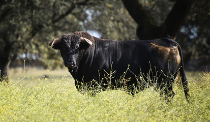 toro español en el campo 