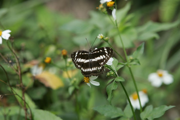 Close up shot of Neptis pryeri butterfly
