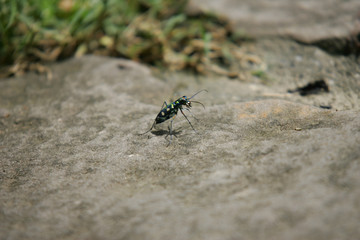 Close up shot of a Tiger beetle